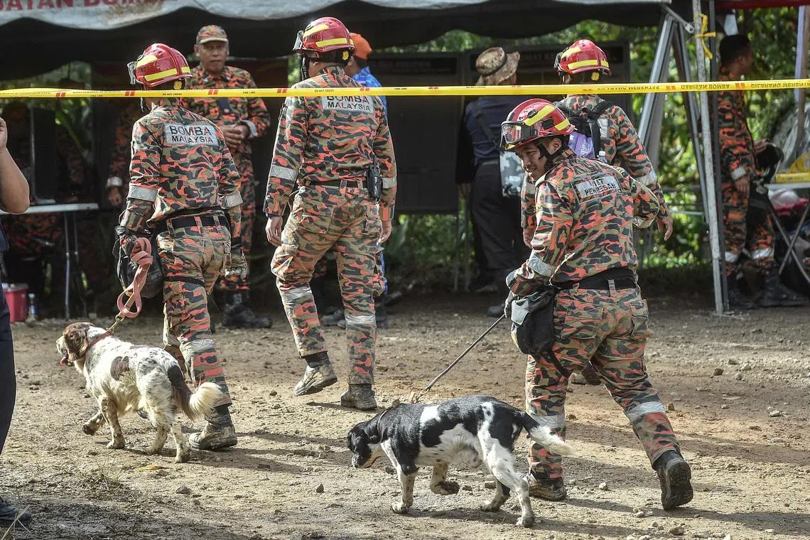 Rescue workers walk with sniffer dogs at the site of a deadly landslide as they search for survivors in Batang Kali.