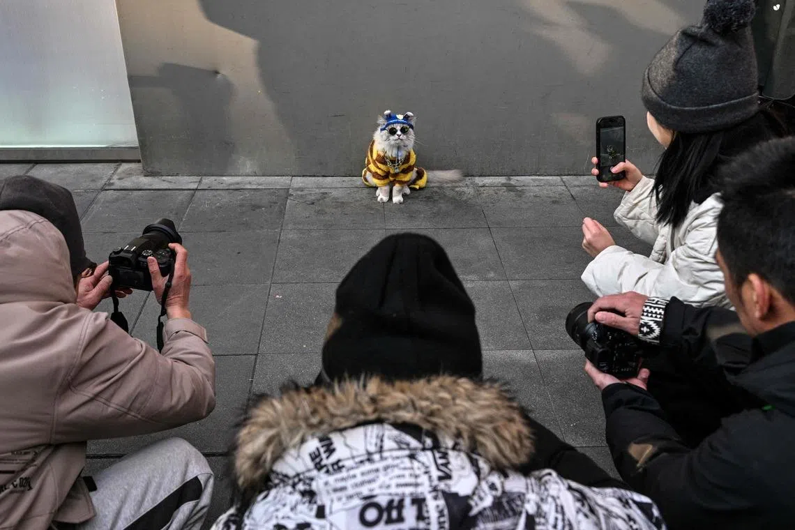 People taking photographs of a cat with sunglasses on a street in Shanghai, China on Jan 21, 2026. 