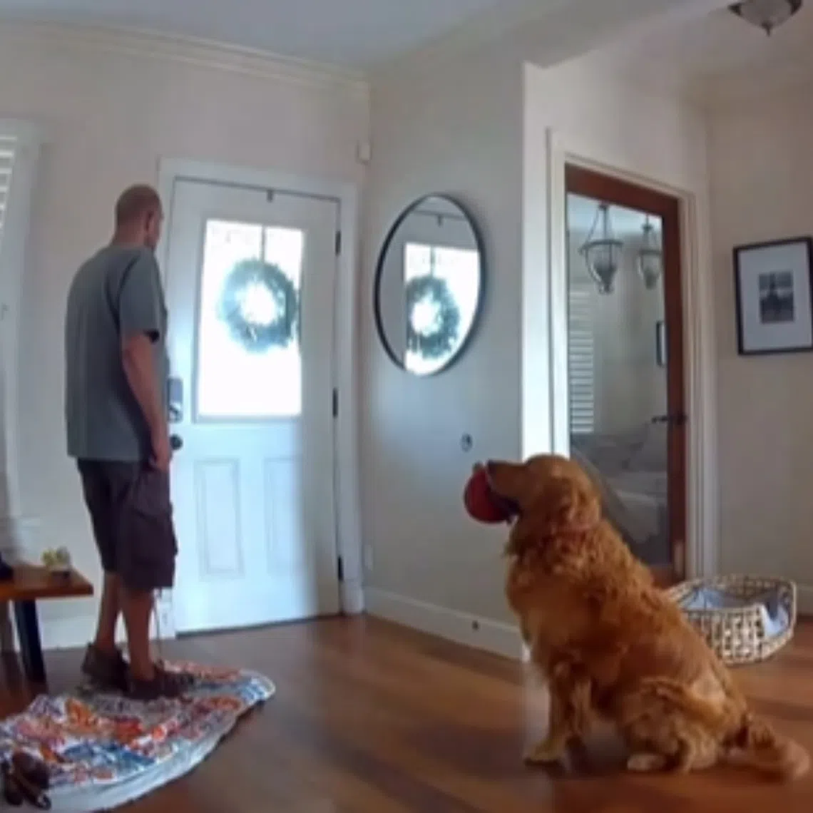 Golden retriever Nash greeted the burglar with a friendly wag and offering his favourite plushies for a game of fetch.