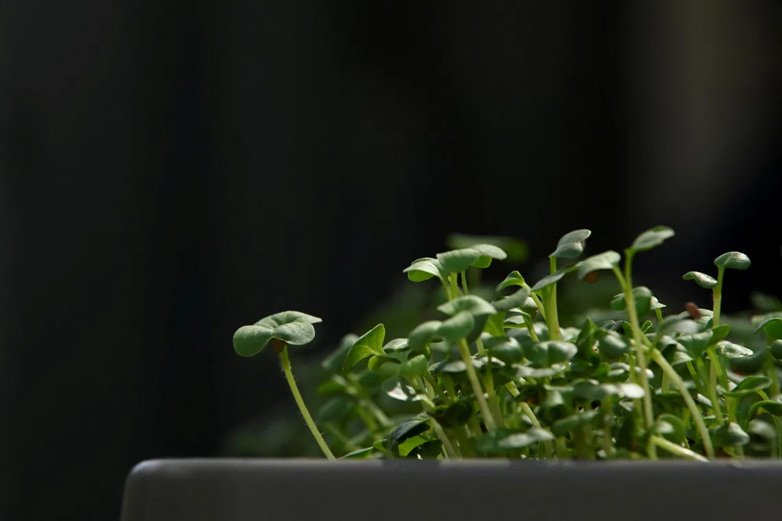 A close-up of a harvest-ready radish microgreen at ENPARALELO, an urban farm in Havana, Cuba September 9, 2025. REUTERS/Norlys Perez