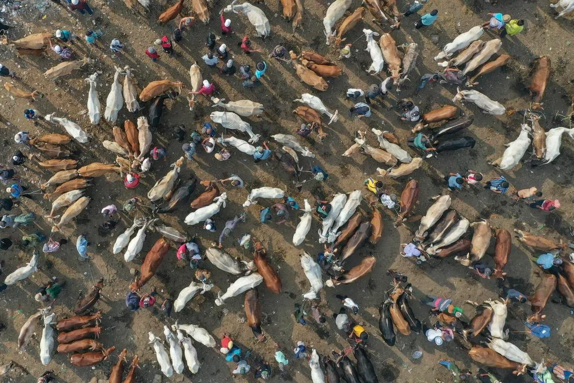 People gathering to buy livestock ahead of the Muslim festival of Eid al‑Adha at a traditional livestock market in Bogor, West Java, Indonesia, May 14. Eid al‑Adha, the holiest of the two Muslim holidays, marks the annual Hajj pilgrimage to Mecca, when Muslims slaughter a sacrificial animal and divide the meat among family, relatives and friends, and the poor. 