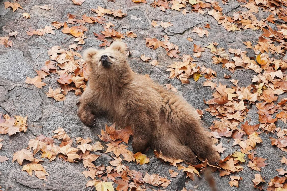 A 11-month-old bear cub, Junjun, plays in his enclosure at Shanghai Zoo, in Shanghai, China December 12, 2024. REUTERS/Casey Hall