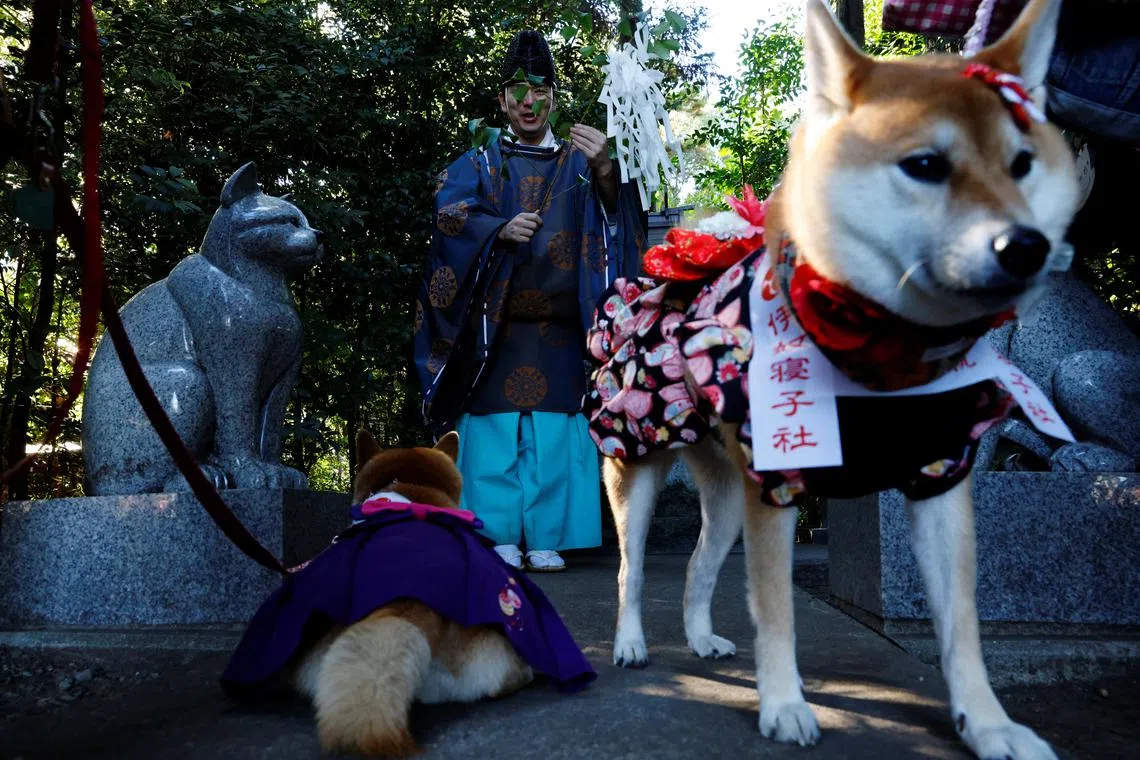 Shinto priest Yoshinori Hiraga conducting a prayer for pet dogs during a Shichi-Go-San blessing, traditionally performed for young children to ask for health and happiness, at the Inuneko Shrine, part of a larger Shinto site Zama Shrine in Zama, Kanagawa Prefecture, near Tokyo, Japan, Nov 14, 2023. 