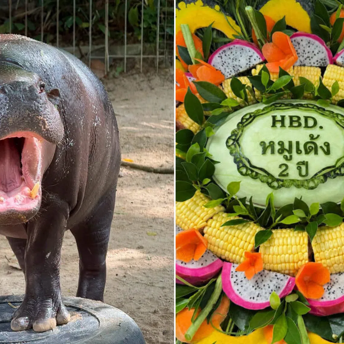 Khao Kheow Open Zoo will celebrate Moo Deng’s second birthday from July 10–12.