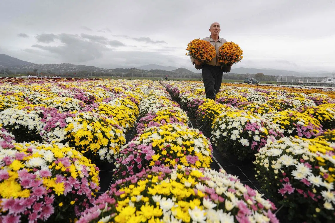  Farmer Jacques Bonnevalle picks up Chrysantemun pots to sell them for All Saints' Day in Ajaccio on the French Mediterranean island of Corsica on October 24.