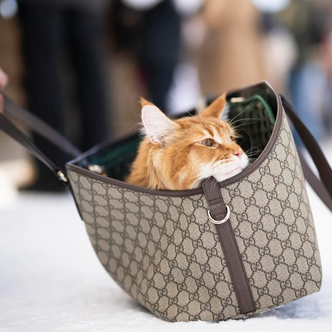 In recent years, Cat Day in Japan on Feb 22 has exploded, as companies embrace a growing market for felines.