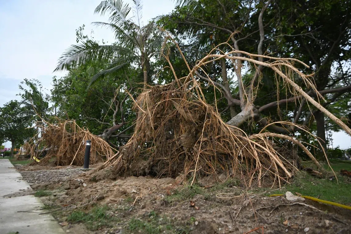 Fourteen trees at Changi Beach Park were uprooted and at least six others were damaged after a thunderstorm on Sunday.