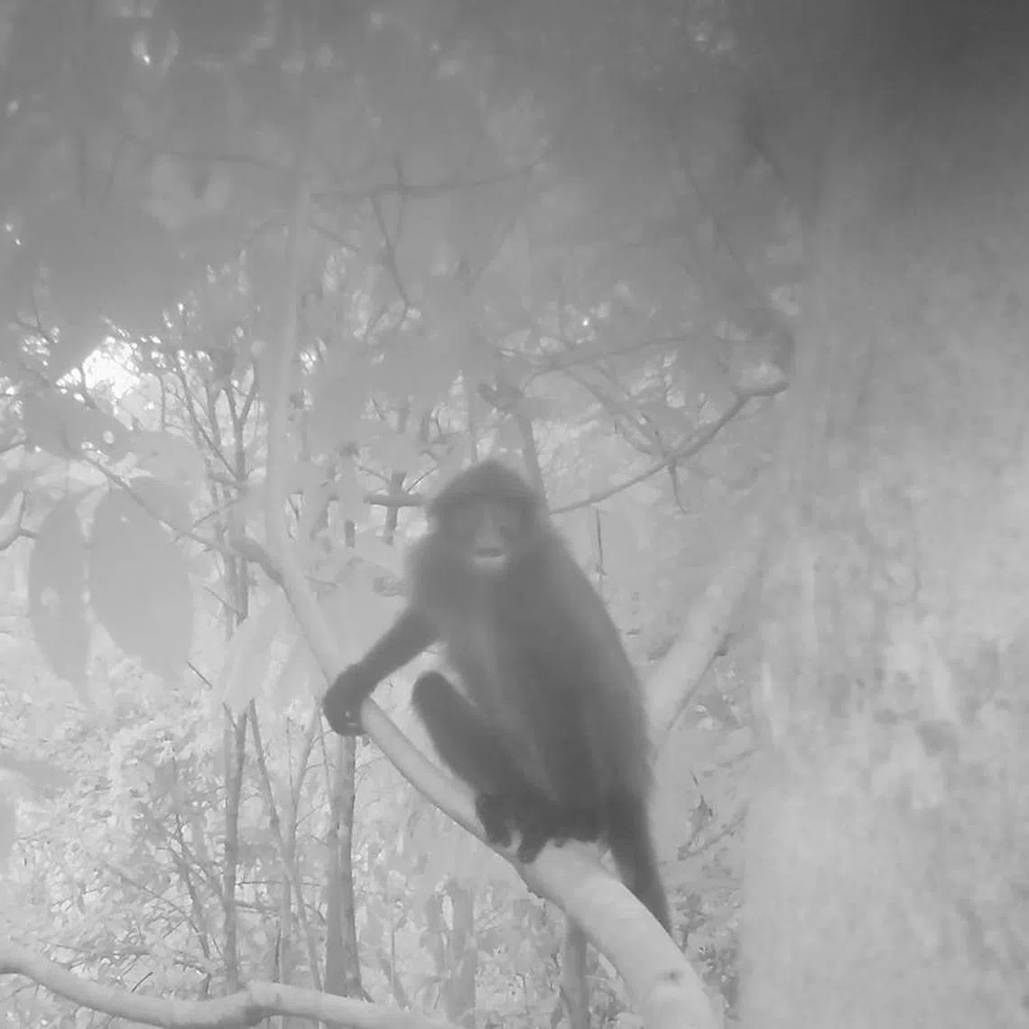 In these images, taken at 6.27pm on Oct 16, 2023, the monkey could be seen sitting on a branch while looking directly at the camera while video captured showed the monkey scratching itself and looking around.

