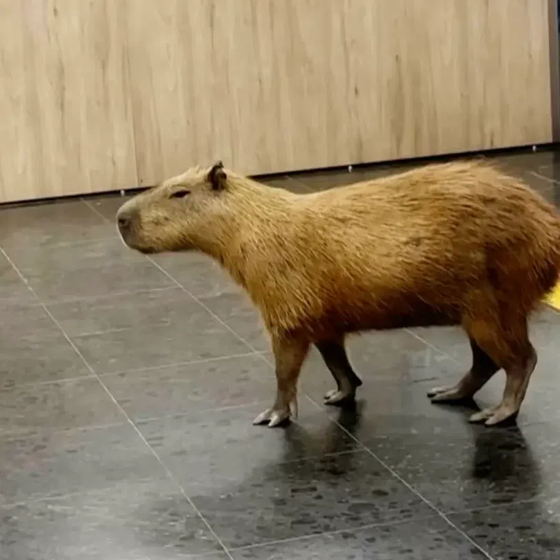 Two capybaras were seen wandering the halls of the state legislature of Mato Grosso, in central Brazil, on July 30.