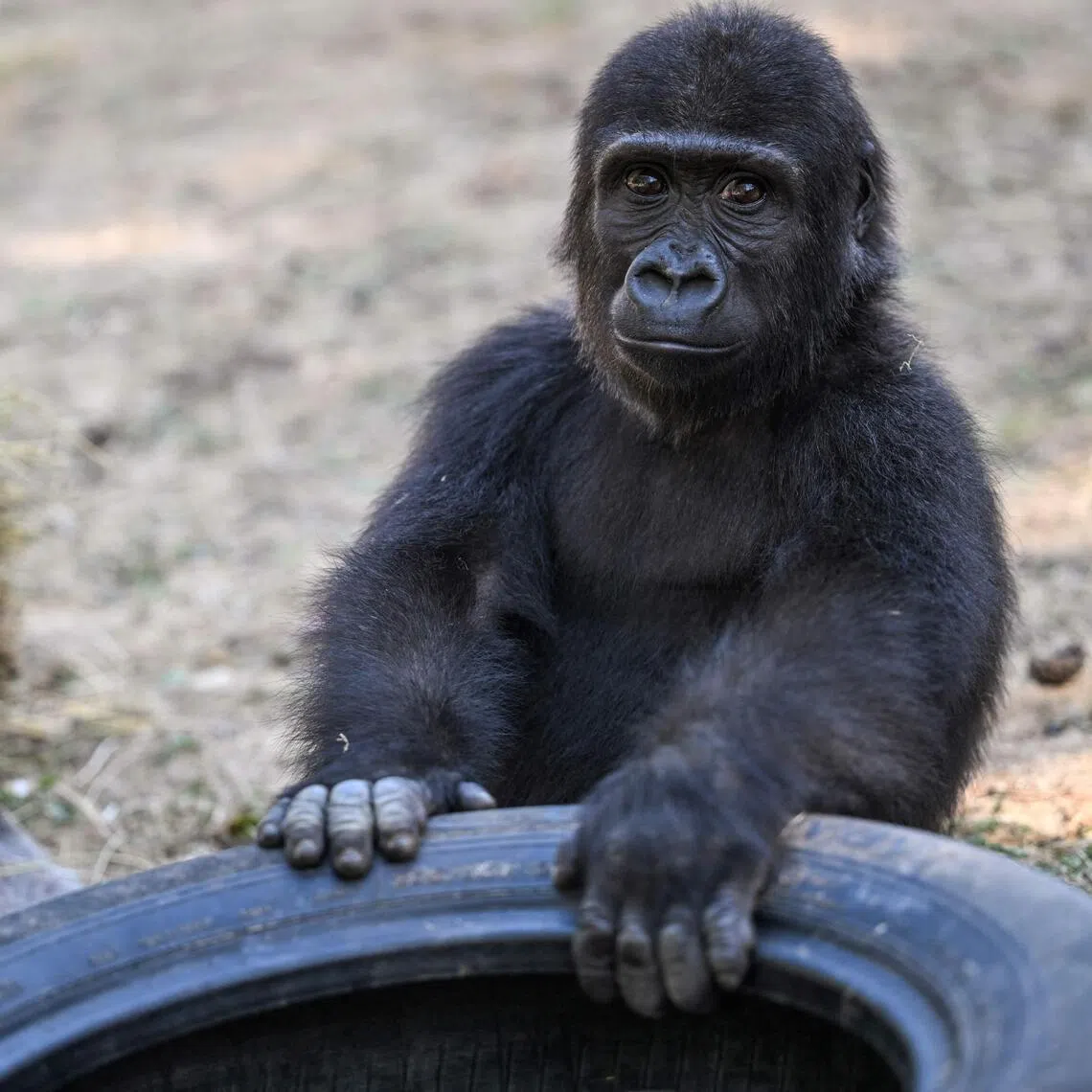 A baby Western lowland gorilla named Zeytin was five months old when he was discovered.
