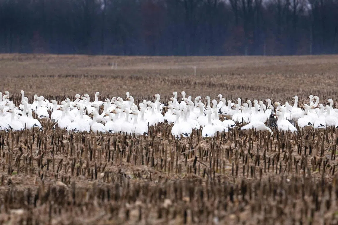 Snow geese sit in a field in Ruthsburg, Maryland, on January 25, 2023. A new strain of highly pathogenic avian influenza – commonly called bird flu – has killed around 1,600 snow geese in two separate areas of Colorado since November, according to state wildlife officials. 