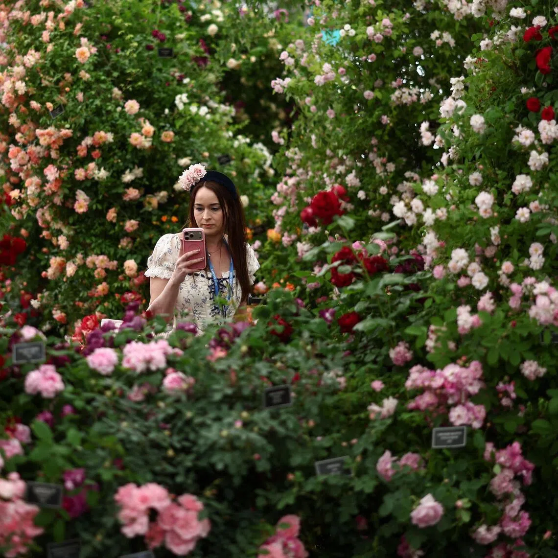 A visitor amid rose bushes from the Peter Beales' roses exhibit ahead of the 2026 RHS Chelsea Flower Show in London on May 18, 2026. 
