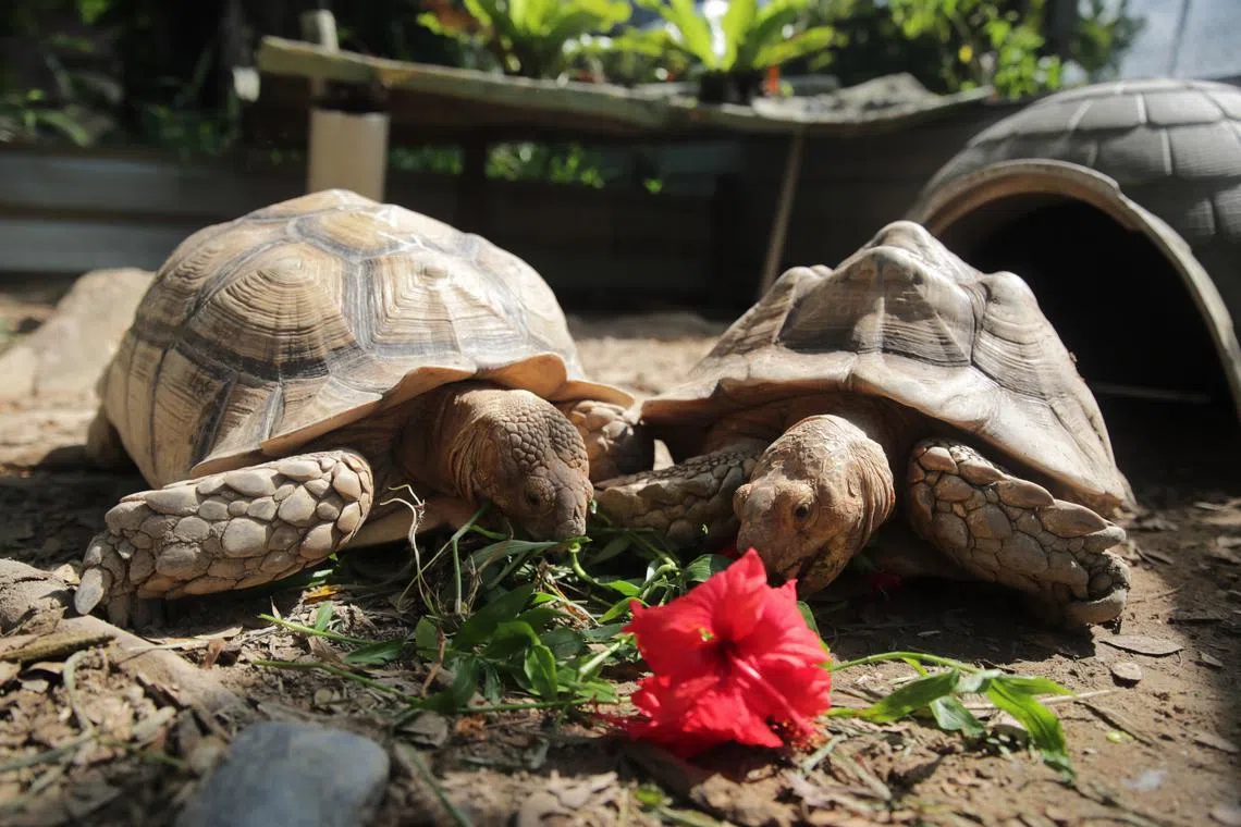 The reptiles were illegally brought into Malaysia by road or in suitcases by smugglers aboard commercial flights.