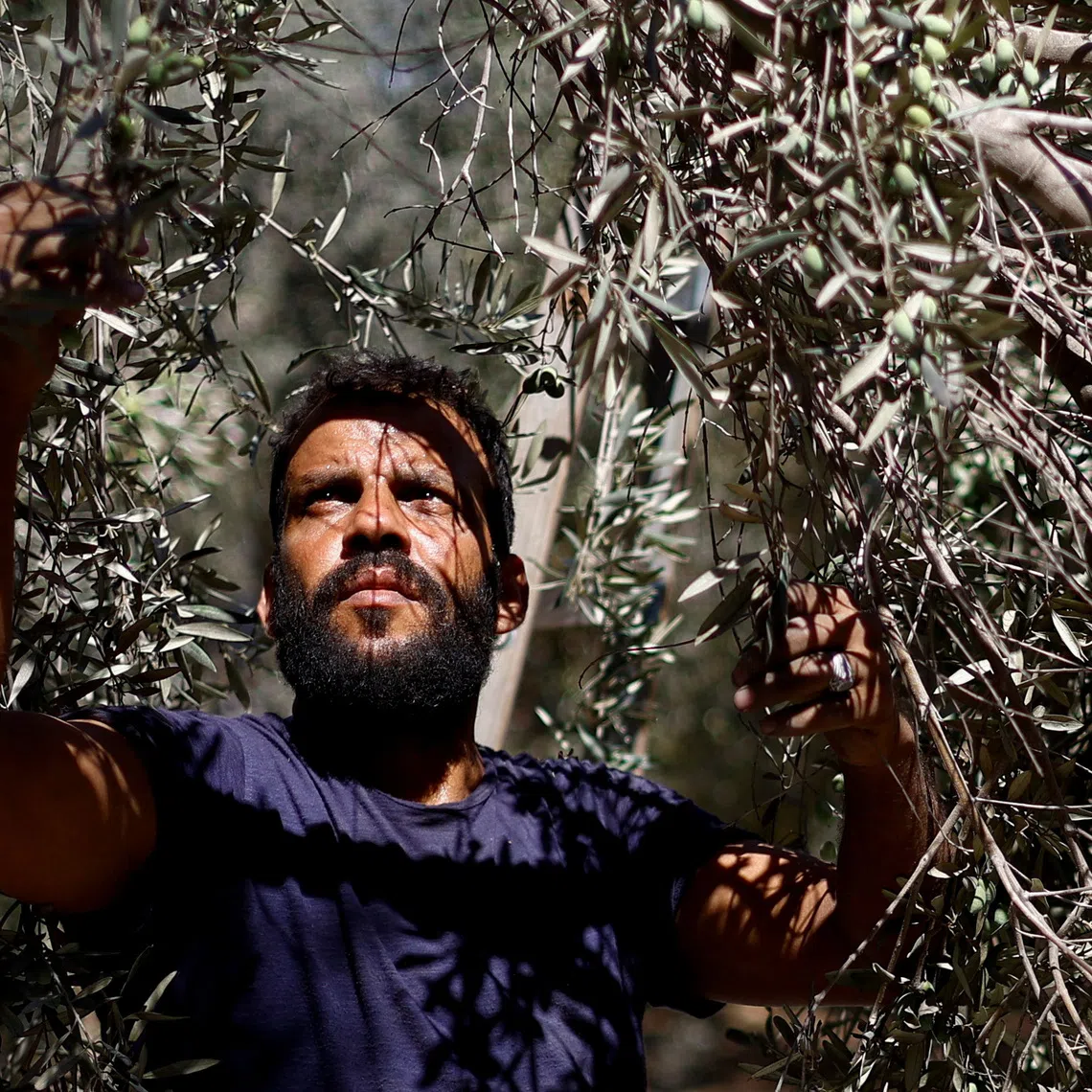 A Palestinian man collects olives from a tree at a farm in Deir Al-Balah, central Gaza Strip, September 20, 2026. REUTERS/Mahmoud Issa
