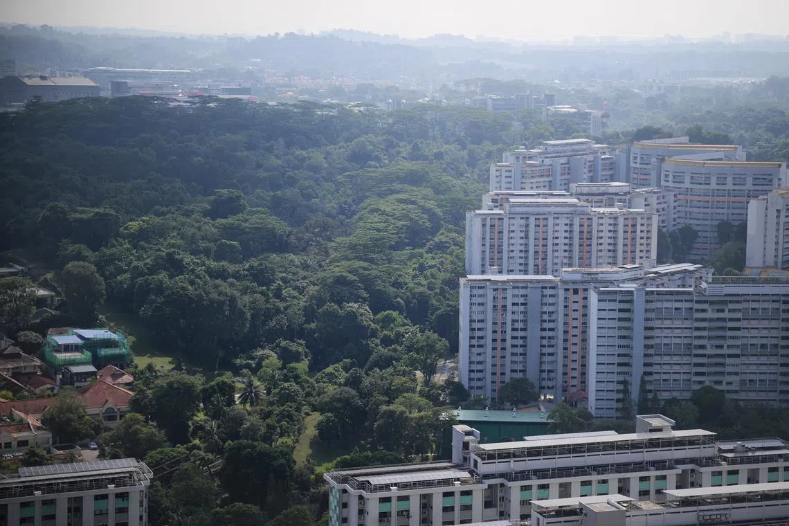 HDB said that about 8ha of the Maju Forest will be retained to “provide refuge for wildlife and facilitate fauna movement”.