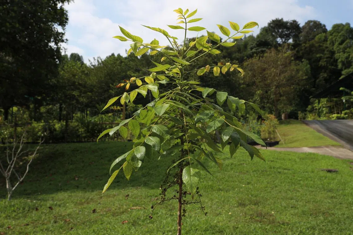 Tree planting is a vital activity that keeps Singapore green and cool.