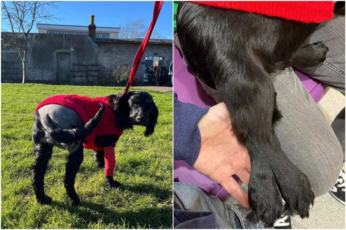 Ariel takes her name from Disney’s Little Mermaid, as her partially fused extra hind legs (right) resembled a mermaid’s tail.