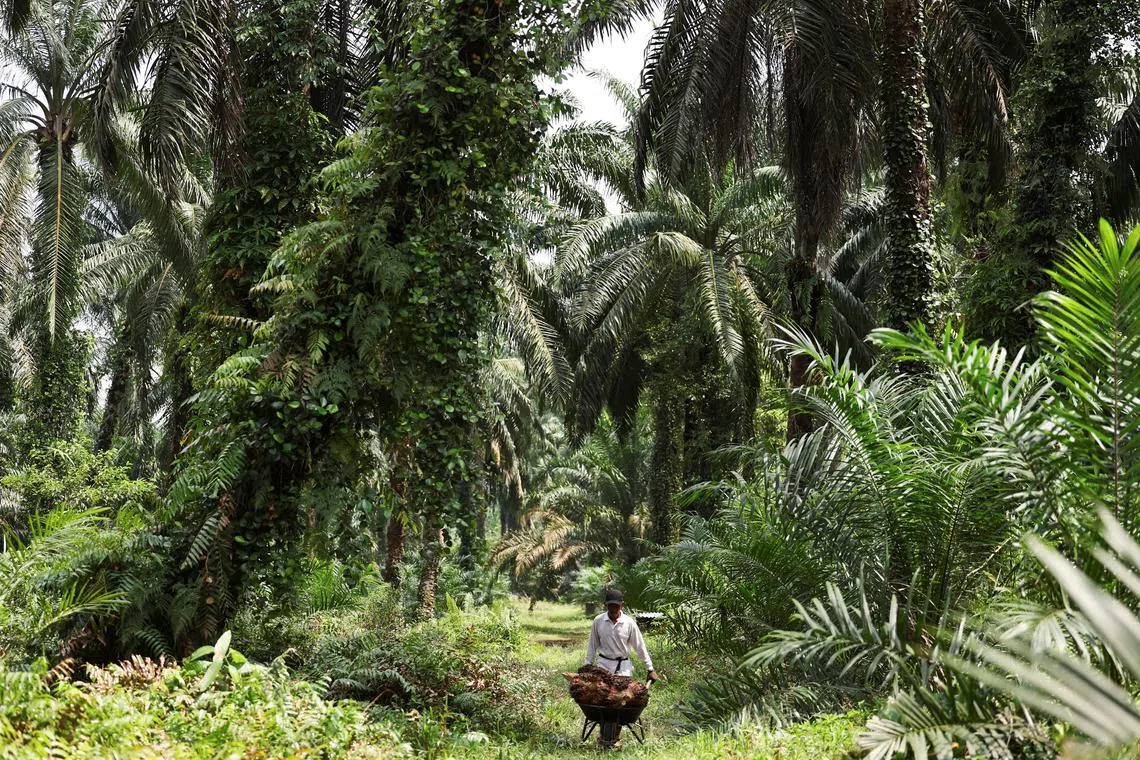 SD Guthrie, the world’s biggest oil palm planter by acreage, plans to develop a green-energy powered industrial park in Johor.