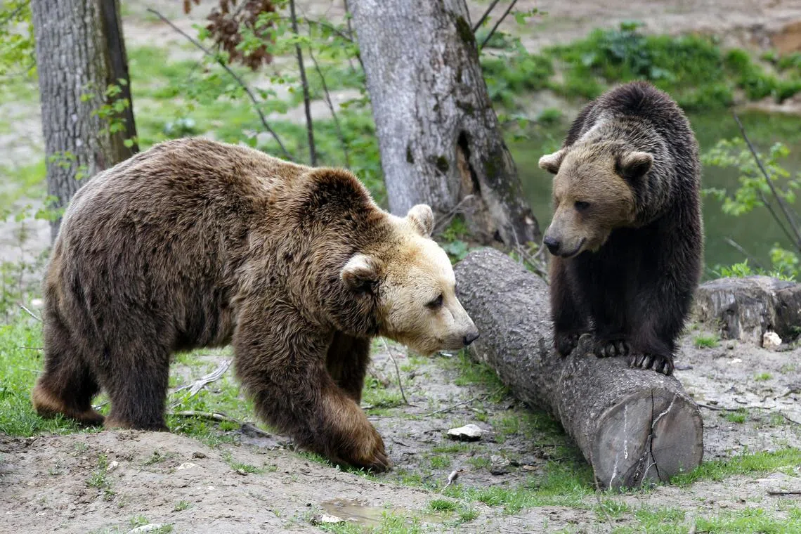FILE PHOTO: Brown bears interact inside an enclosure at \"Libearty\" Zarnesti bear sanctuary, central Romania, May 14, 2014. REUTERS/Bogdan Cristel/File Photo