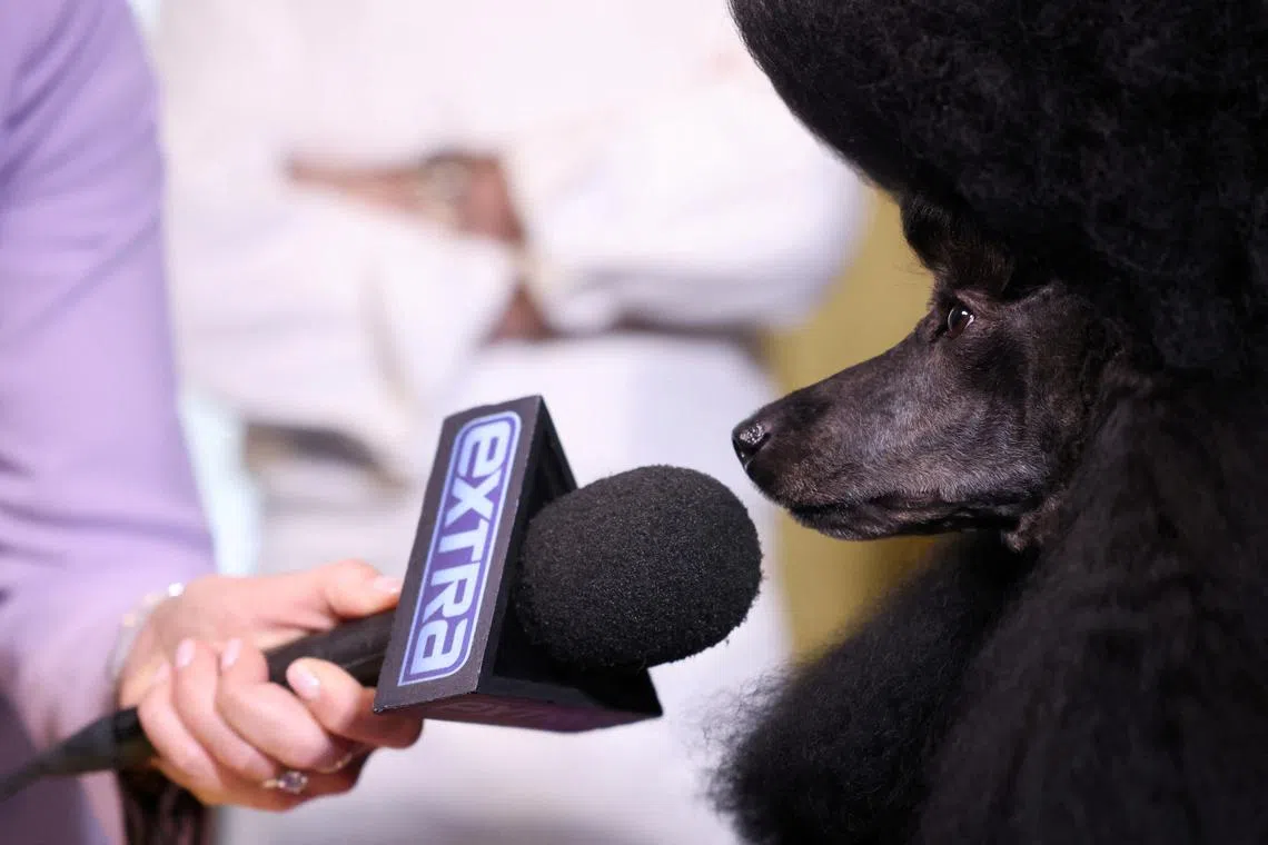 Westminster Kennel Club dog show's Best in Show winner Sage, a miniature poodle, has a microphone held in front of her at Bar Boulud, New York City, U.S., on May 15, 2024. 
