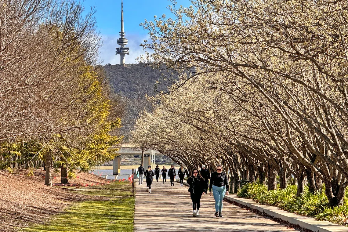 White cherry blossoms bloom in late August along Canberra's Lake Burley Griffin as Spring approaches.