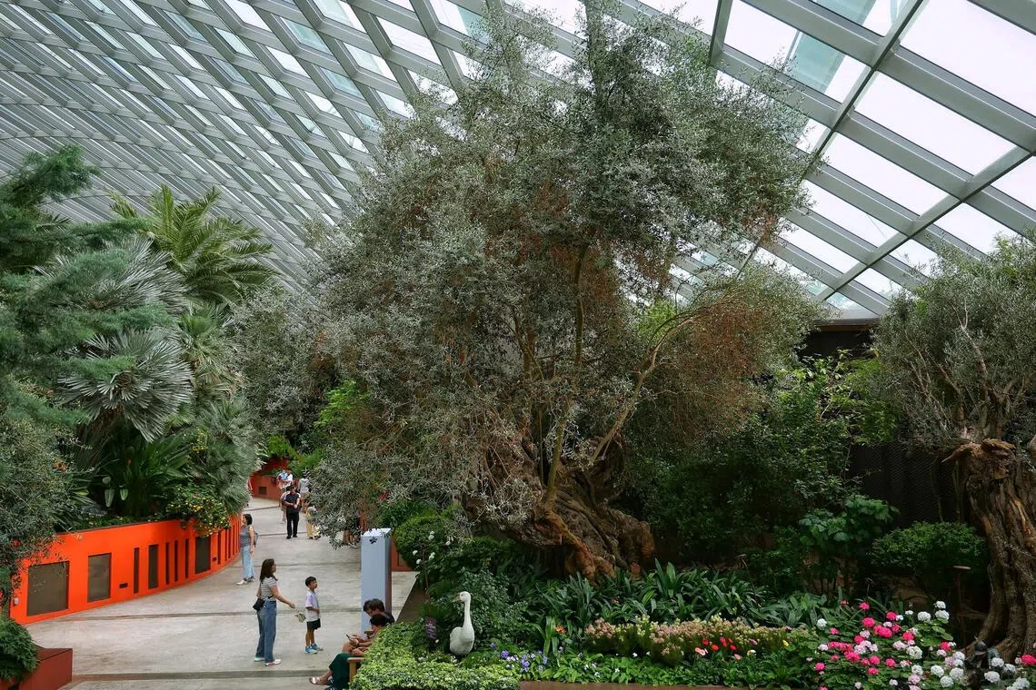 A child stops to admire the 1,000-year-old olive tree in the Flower Dome at Gardens by the Bay on Nov 5, 2025. Relatively unknown spots in Singapore where children can engage in experiential learning.