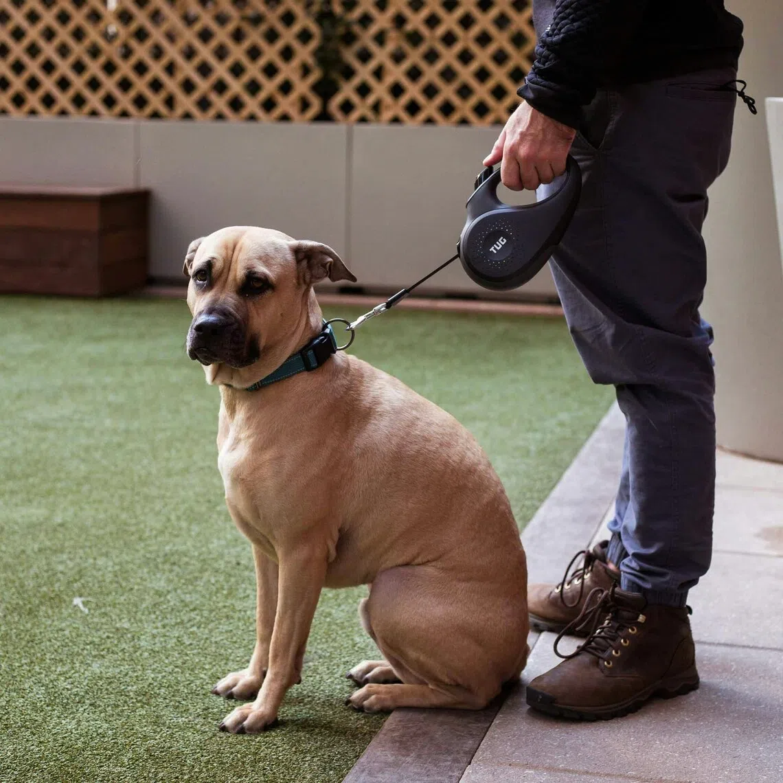 Dogs remain taboo for the Malay-Muslim community, which accounts for more than 60 per cent of Malaysia's 34 million population. 