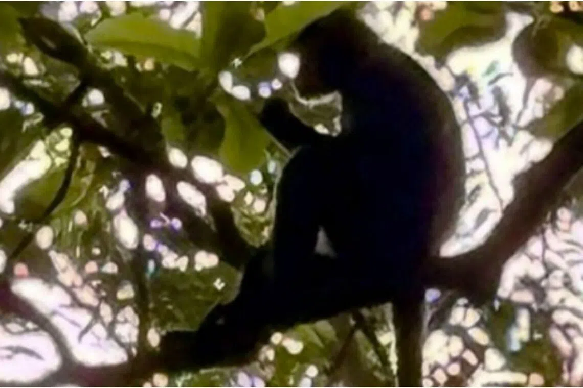 There are about 70 to 80 Raffles’ banded langur individuals in Singapore now, said Dr Andie Ang, a primate expert.