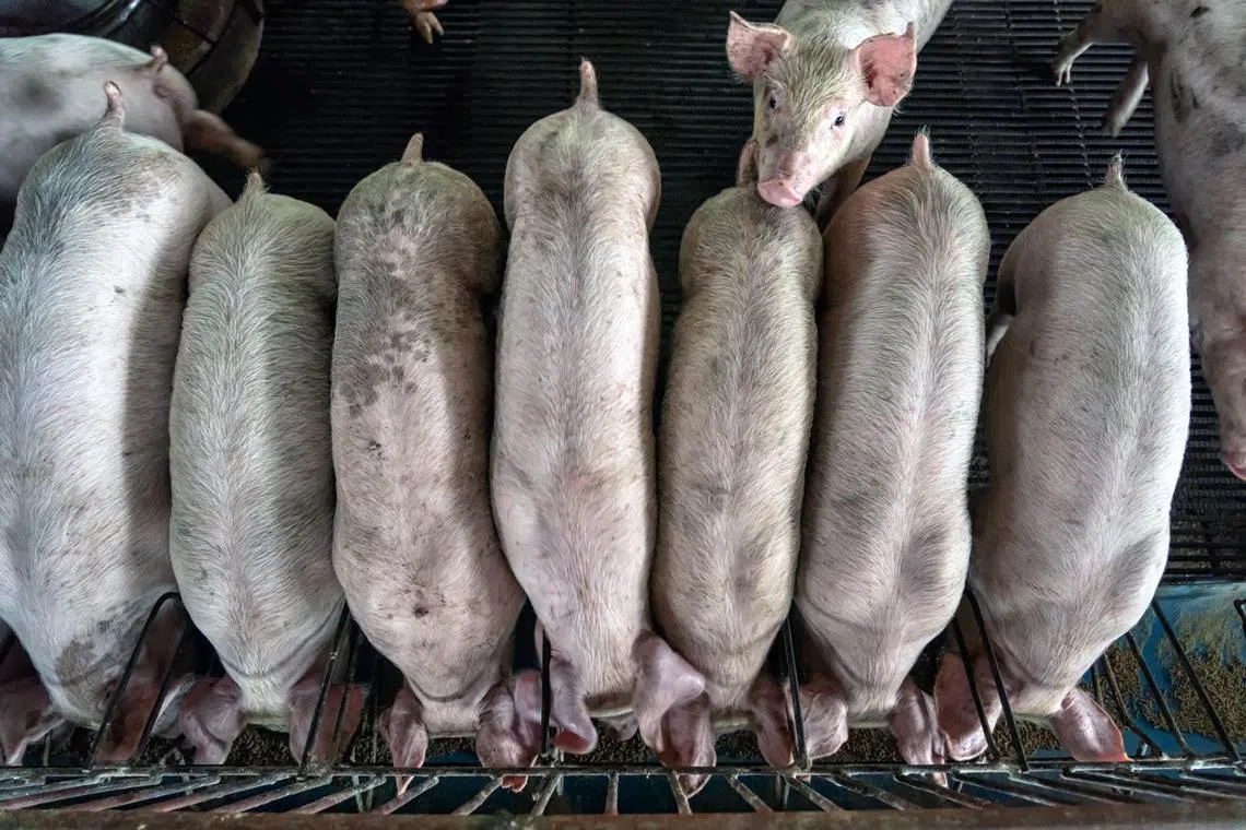 Infected pigs and those kept in the same cages have since been culled, the official said.