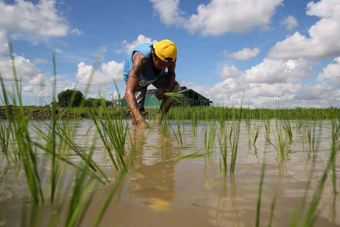 A farmer plants rice in a paddy field in Pulilan, Bulacan province on August 19, 2023. (Photo by Earvin Perias / AFP)