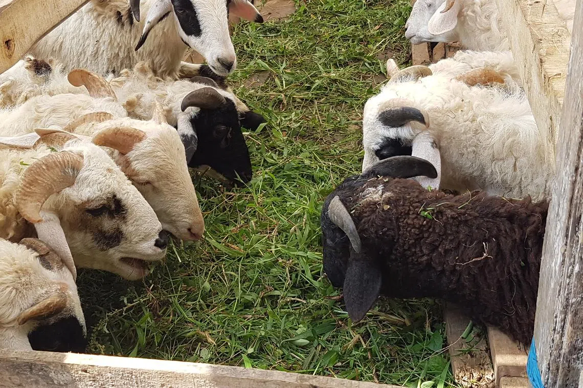 This year’s korban will continue to see sheep being sacrificed in Australia before the meat is chilled and transported.