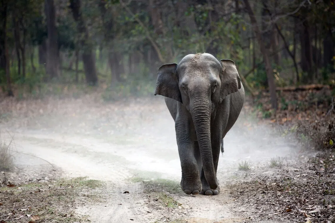 A herd of 30 elephants strayed out and were seen running through water, trumpeting loudly.