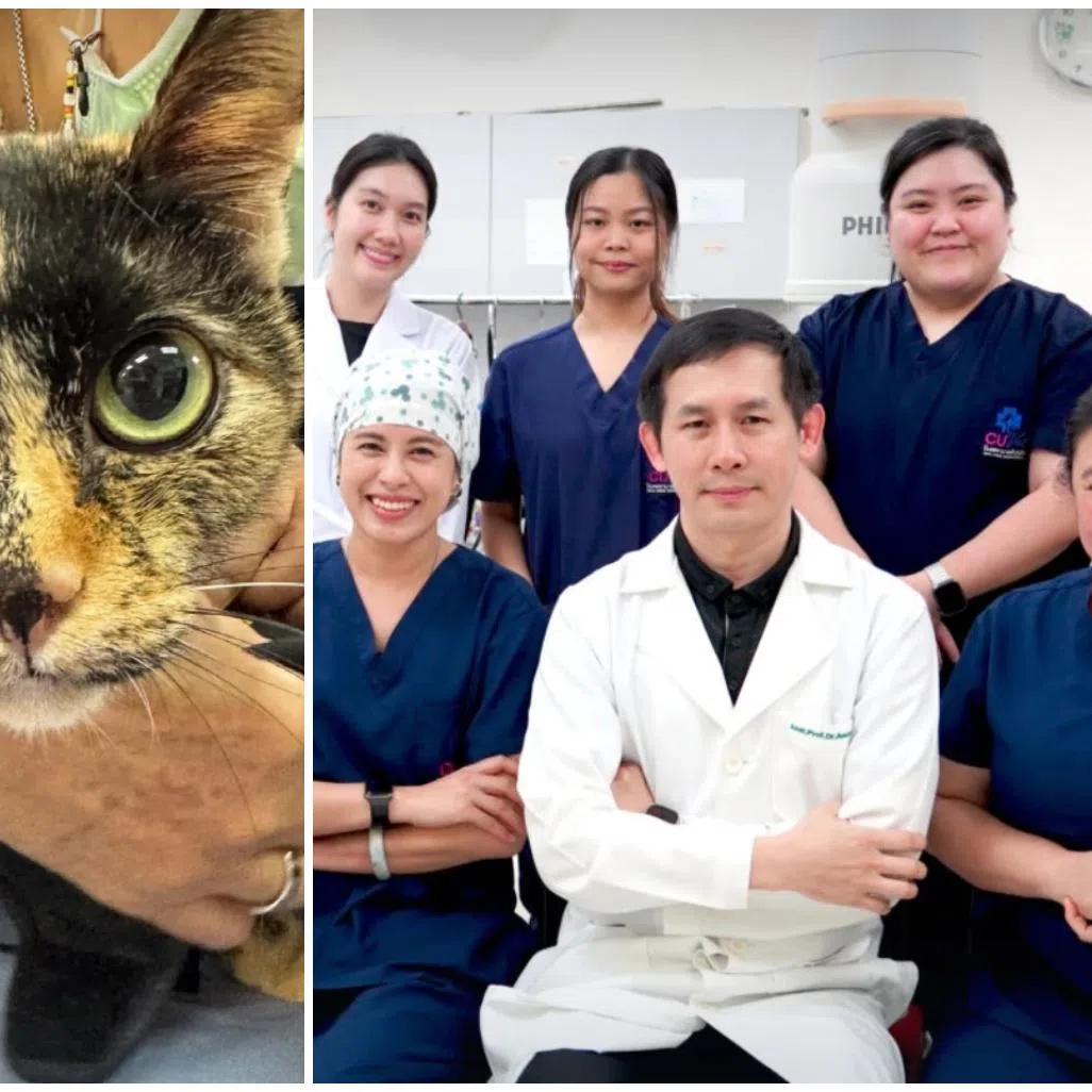 The procedure on a shorthair named Pepsi (left), was performed by a Chulalongkorn University team.