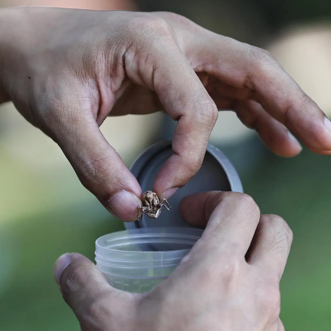 A cicada nymph found near Block 321 Tampines Street 33 being collected by entomologist Foo Maosheng.