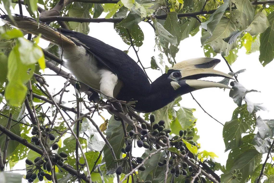 wxhornbill08 - Once thought to be extinct, oriental pied hornbills are making a comeback in Singapore forests

Credit: Liang Hanci
155A8922, A9208,A9207 (Oriental pied hornbills spotted at Pulau Ubin)