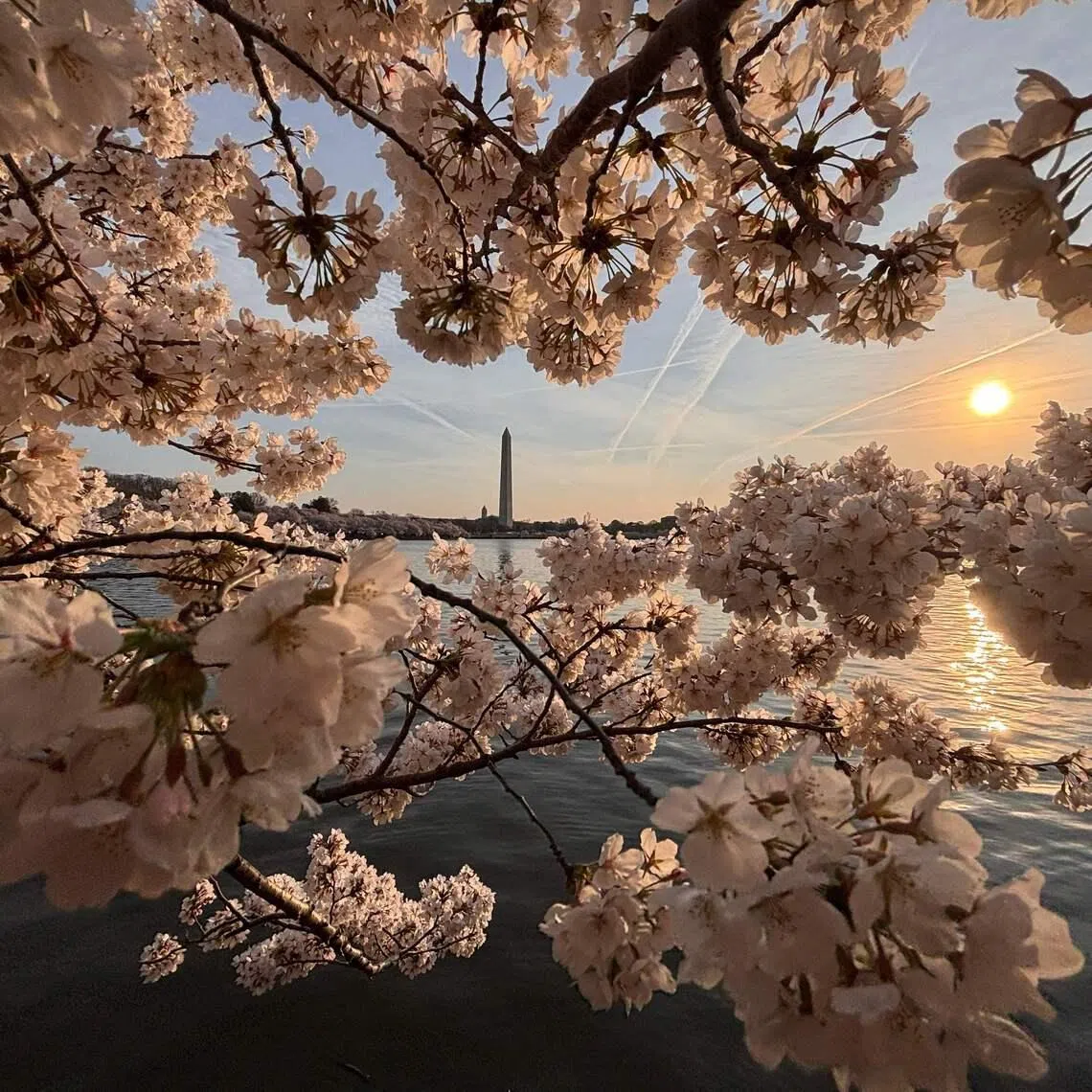 Cherry trees blooming near the Washington Monument on the National Mall at sunrise in Washington, DC, U.S on March 26, 2026. 