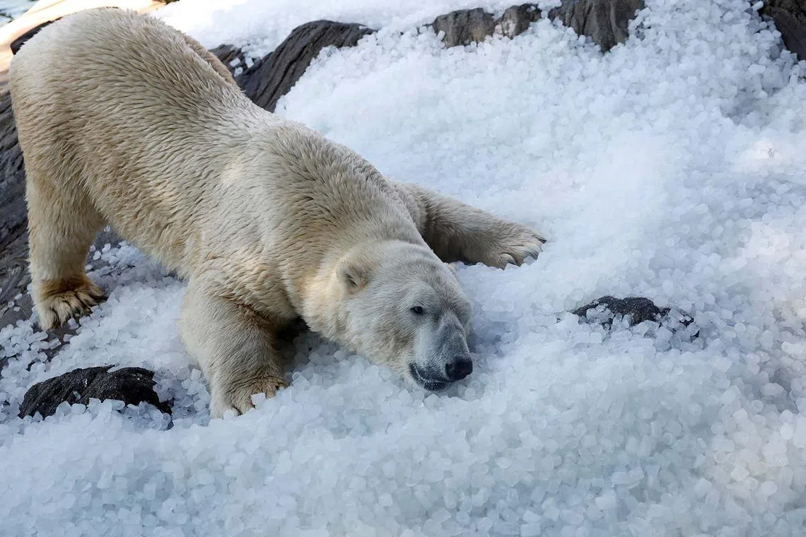 A polar bear resting on ice cubes that were brought to its enclosure during a heatwave, at Prague Zoo in Prague, Czech Republic, Aug 13, 2025. 