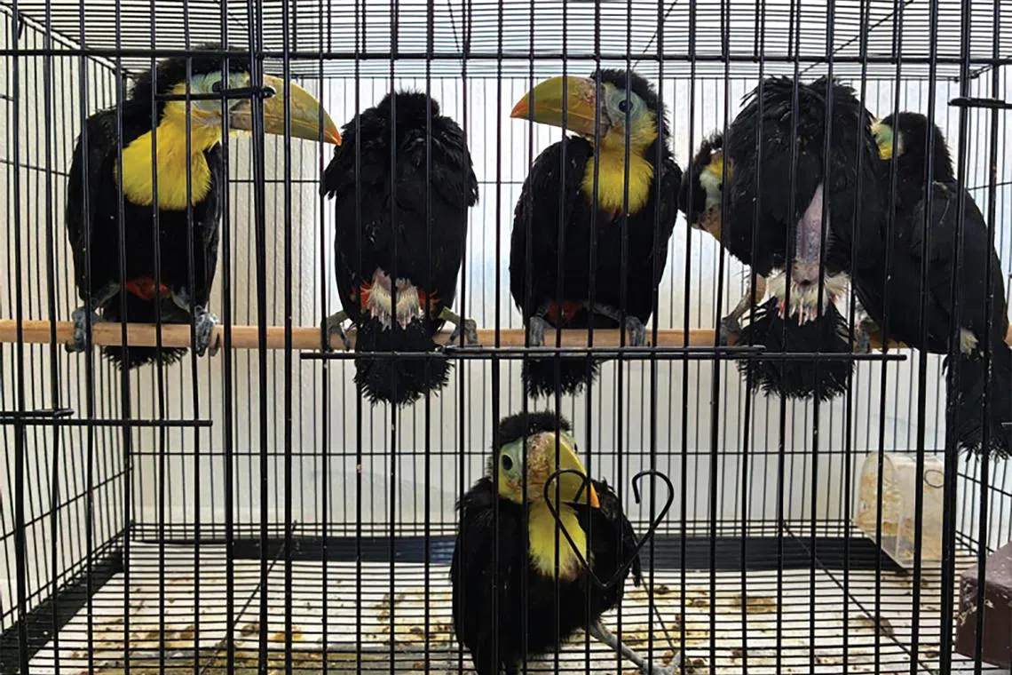 In an undated image provided by the Department of Justice, Keel-billed toucans. Carlos Abundez of San Ysidro, Calif., is charged with smuggling 14 live, bound Keel-billed toucans that the authorities said were hidden inside the dashboard of his Volkswagen Passat. (Department of Justice via The New York Times) Ñ NO SALES; FOR EDITORIAL USE ONLY. Ñ
