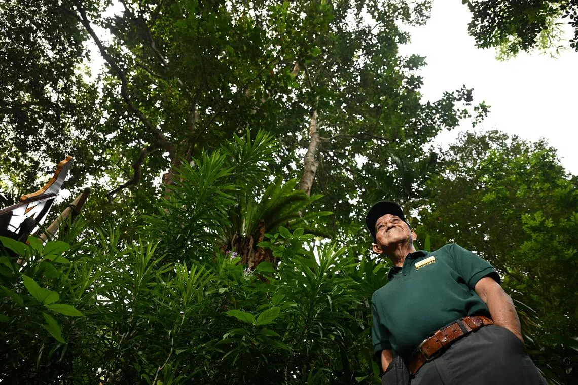 The 50m-tall buah sentul, or cotton fruit tree, that Said planted and nurtured from a seedling now towers over the entrance to the proboscis monkey exhibit at the wildlife reserve.