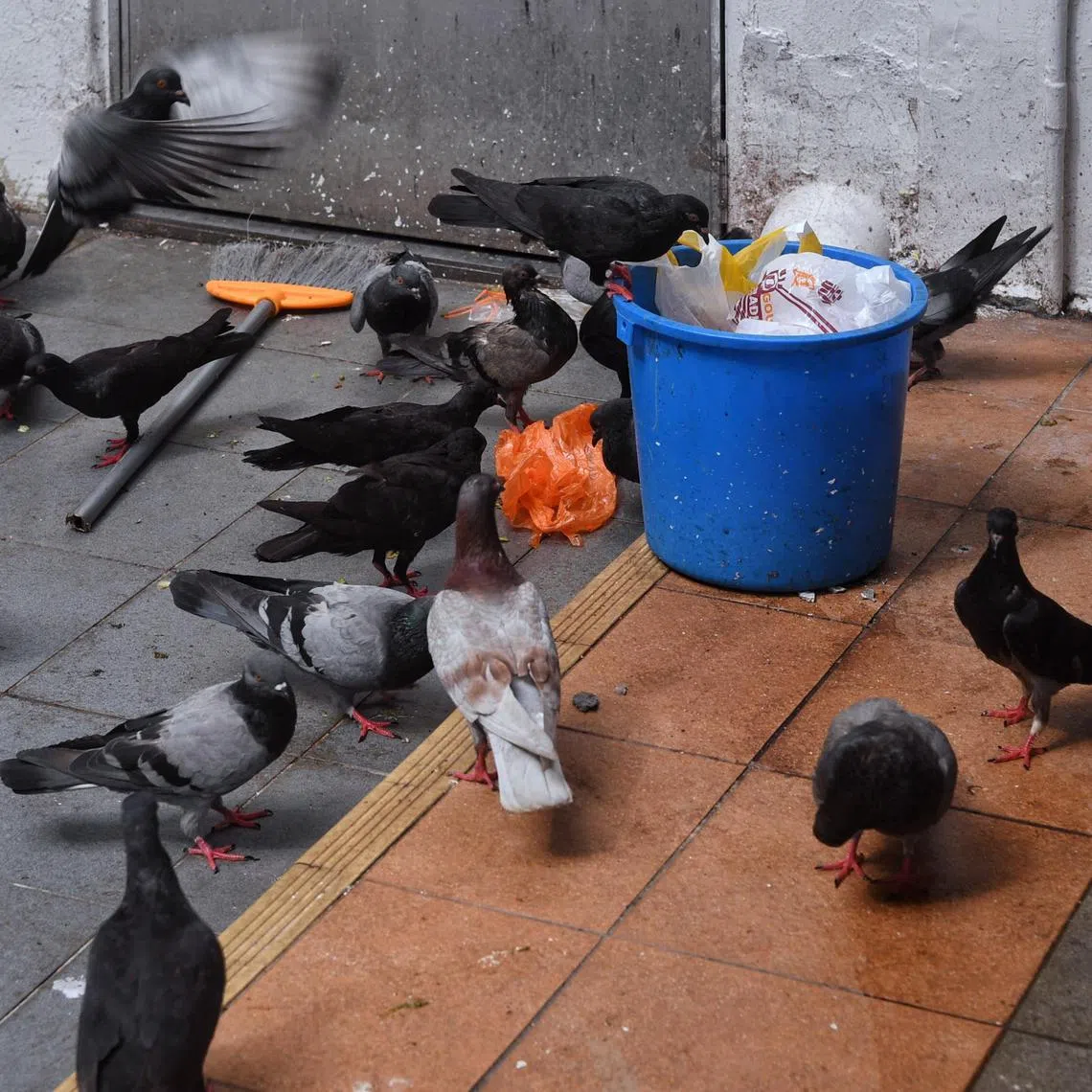 Pigeons feeding from a pail left at a rubbish collection bin in Toa Payoh Central on 20 May 2021.