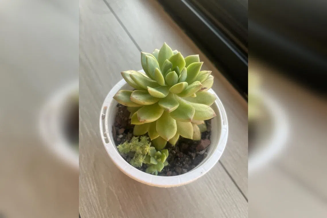 The plant's leaves appear wrinkled, so it may need more water.