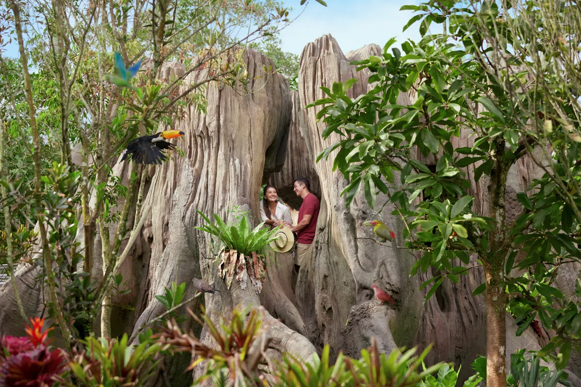 mandai wildlife reserve bird paradise amazonian jewels