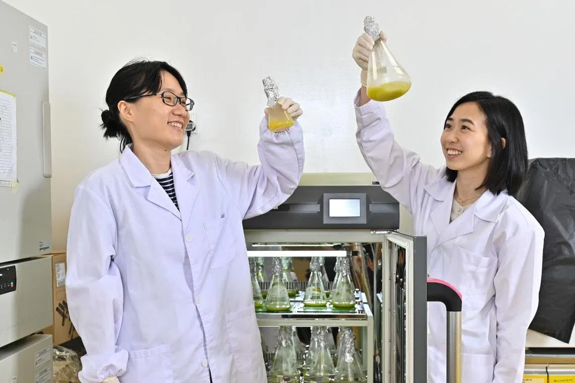 Scientists are looking at ways to produce microbial proteins from microalgae which can be further developed into cultured meats and plant-based protein hybrids.