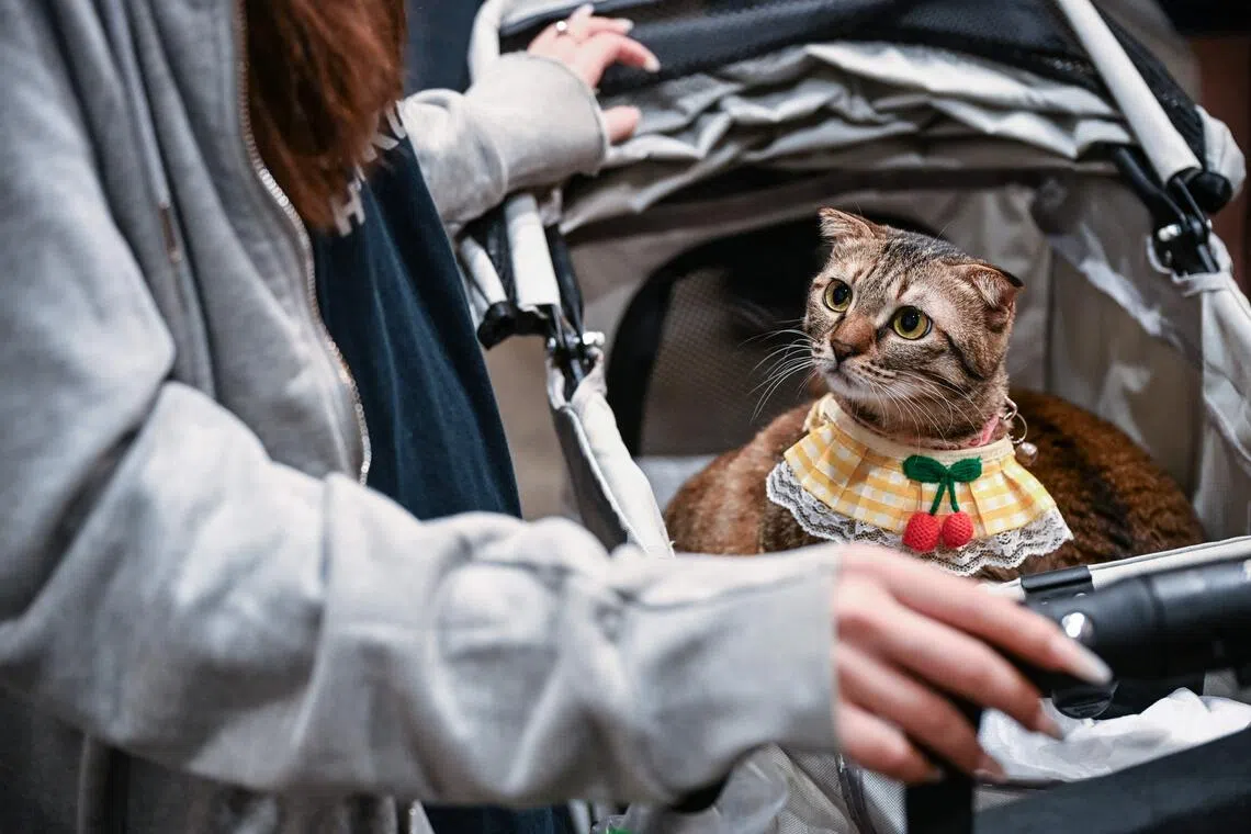 The findings, electronically published in Current Biology this week, may be applied to suppressing urine odor or monitoring rare feline species.