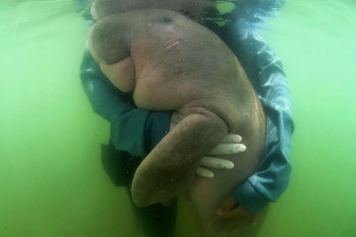  This picture taken on May 24, 2019 shows Mariam the dugong as she is cared for by park officials and veterinarians from the Phuket Marine Biological Centre on Libong island, Trang province in southern Thailand. The orphaned baby dugong rescued off a beach in Krabi province is Thailand's newest star, capturing the hearts of millions on social media and igniting an awarness for ocean conservation as authorities hand-raise the young mammal. She eventually died in August 2019. 
