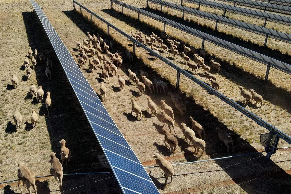 Sheep grazing at the Dubbo Solar Hub, which contains over 30,000 solar panels deployed across 50ha  at Mr Tom Warren's farm on the outskirts of Dubbo.
