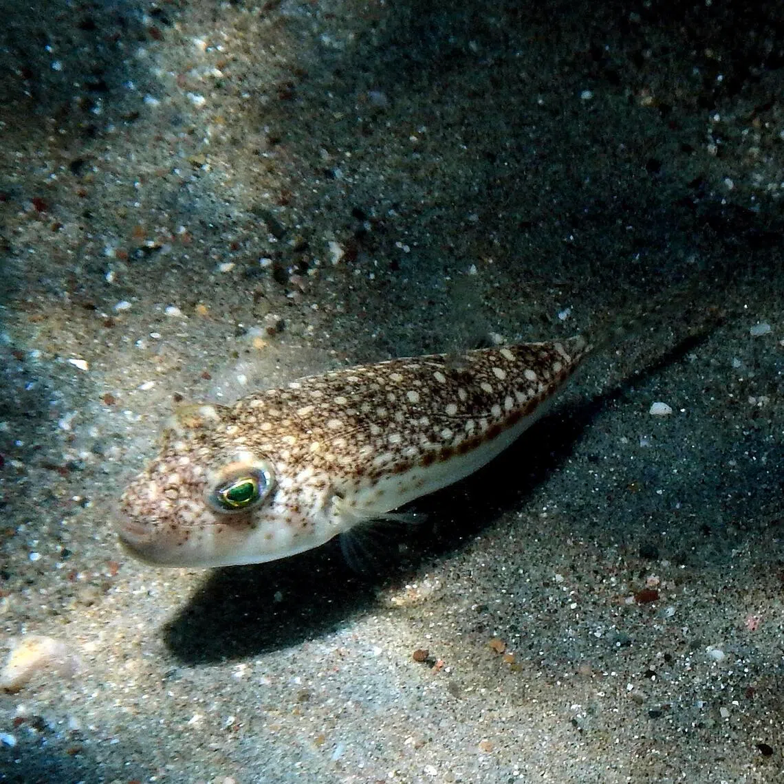 The silver-cheeked puffer fish first appeared in Greek waters in 2005, but numbers have exploded in recent years.