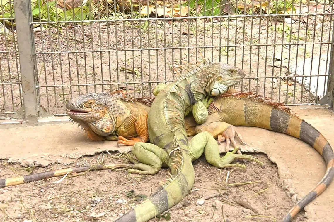 Iguanas caputred by Thailand's Department of National Parks, Wildlife and Plant Conservation (DNP) at a wildlife sanctuary in the Nakhon Nayok province. 