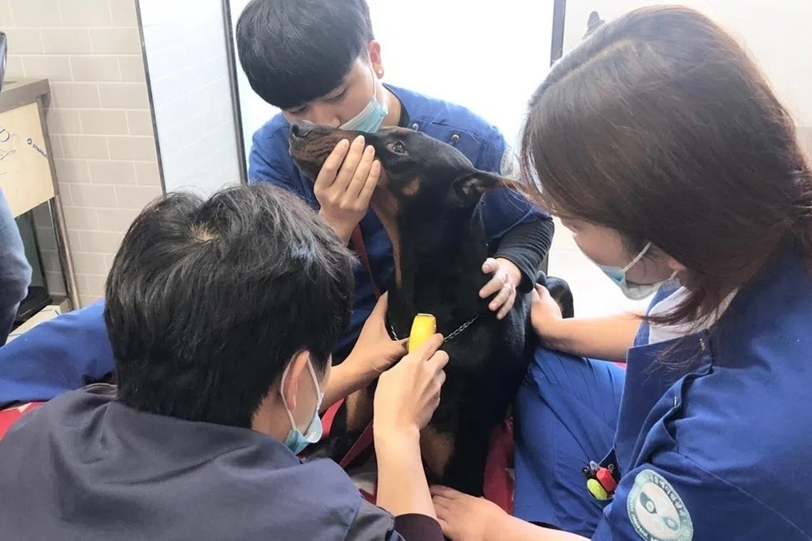 Veterinarians drawing blood from a canine donor at Gwangju Animal Medical Center in Gwangju, South Korea.