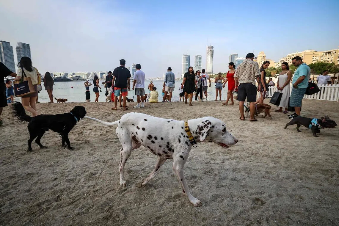 People stand with their dogs during the Barkfest dog festival at Barasti Beach in Dubai on April 4. 